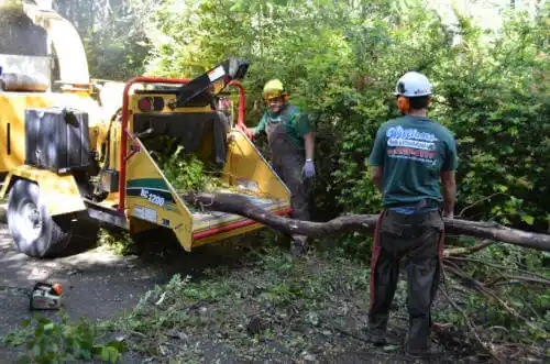 tree services Rehoboth Beach